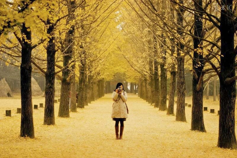 Đảo Nami Hàn Quốc Tour Hàn Quốc Seoul Nami 5N4Đ Giá Rẻ 4